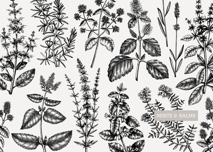 Mints design. Hand sketched mints plants background. Vintage herbs, leaves, flowers  hand drawings design. Perfect for recipe, menu, label, packaging. Herbal tea template.  Botanical illustration.